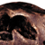 American Lion Skull with Stand