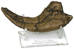 Utahraptor Claw with Stand