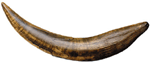 Saber Tooth Tiger Tooth