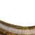Saber Tooth Tiger Tooth