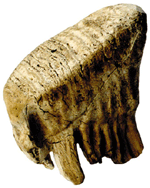 Baby Mammoth Tooth