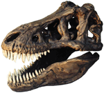 Tyrannosaurus Skull Large