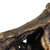 Tyrannosaurus Skull Large
