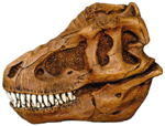 Tyrannosaurus Skull