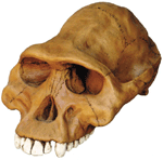 Australopithicus afarensis Cranium With Stand