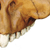 Australopithicus afarensis Cranium