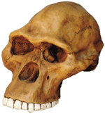 Australopithicus africanus Cranium with Stand