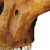 Australopithicus africanus Cranium