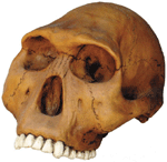 Homo habilis Cranium