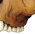Homo habilis Cranium