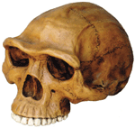 Homo erectus Cranium