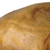 Homo erectus Cranium with Stand