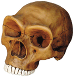 Neandertal Cranium