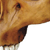 Neandertal Cranium