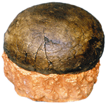 Hadrosaur Egg