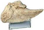 Giant Sloth Claw with Stand