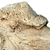 Giant Sloth Claw