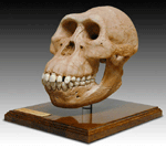 Australopithicus afarensis Skull with Stand