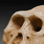Australopithicus afarensis Skull