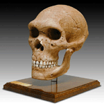 Neandertal Skull with Stand