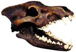 Dire Wolf Skull