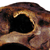 Dire Wolf Skull