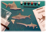 Shark Eyewitness Kit