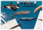 Whale Eyewitness Kit