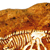 Allosaurus In Rock