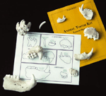 Animal Bites Classroom Kit