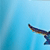 Clipboard from Wyland