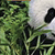 Listen-Read-Think Science: Animals in Danger