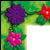 Multipurpose Cards: Jungle Flowers