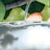 The Magician's Nephew Digest PB