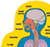 Human Body