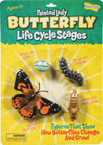 Butterfly Life Cycle Stages