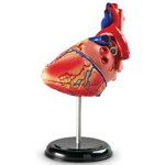 Heart Anatomy Model