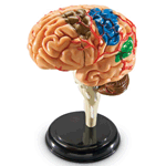 Brain Anatomy Model