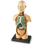 Human Body Anatomy Model