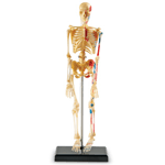 Human Skeleton Model