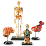 Anatomy Models Set