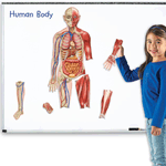 Double-Sided Magnetic Human Body 