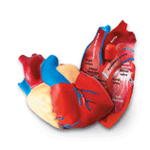 Cross - Section Human Heart Model