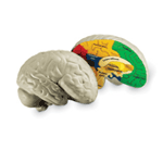 Cross - Section Human Brain Model