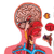 The Human Body and Anatomy Flannelboard Set