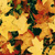 Fadeless Designs - 48 x 50 Feet - Film Wrapped - Leaves
