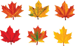 Maple Leaves Discovery Mini Accents Variety Pack