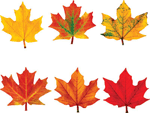 Maple Leaves Discovery Classic Accents Variety Pack