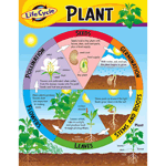 Life Cycle of a Plant Learning Chart