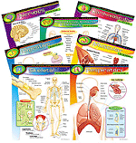 The Human Body Learning Charts
